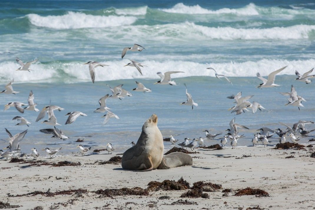 Lumière d'Australie + Kakadu 2025-2026 pas cher photo 5