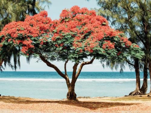 Hôtel Les Flamboyants 3* pas cher photo 5