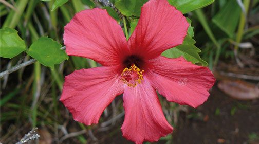 Jardins d'Ajuda - Madère pas cher photo 3