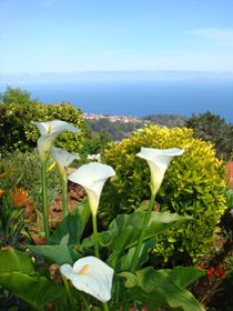 Allegro Madeira - Adult Only - Madère pas cher photo 5