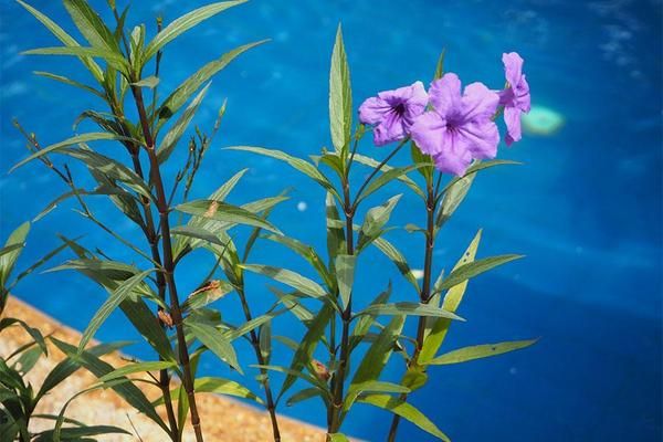 Club Bamboo Boutique Resort & Spa 3* pas cher photo 2