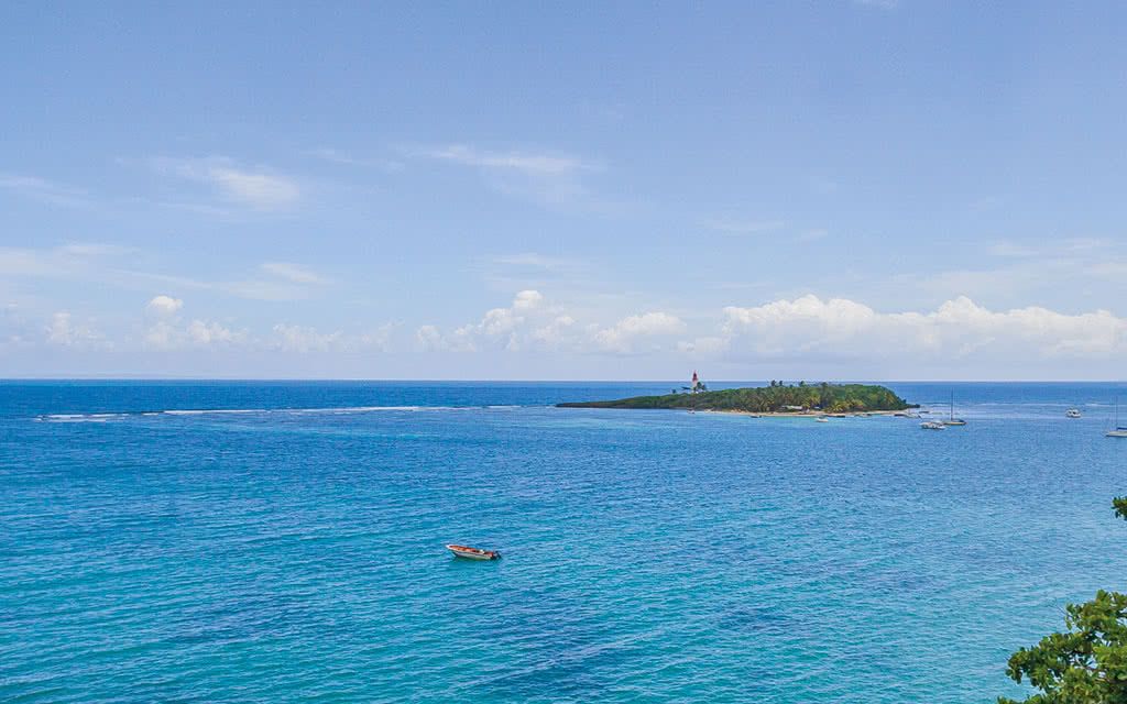 Alamanda Jaune pas cher photo 3