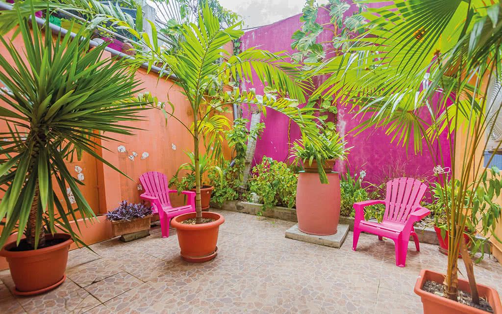 Alamanda Jaune pas cher photo 4