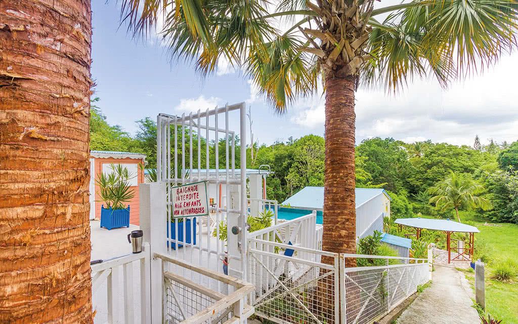 Alamanda Jaune pas cher photo 5