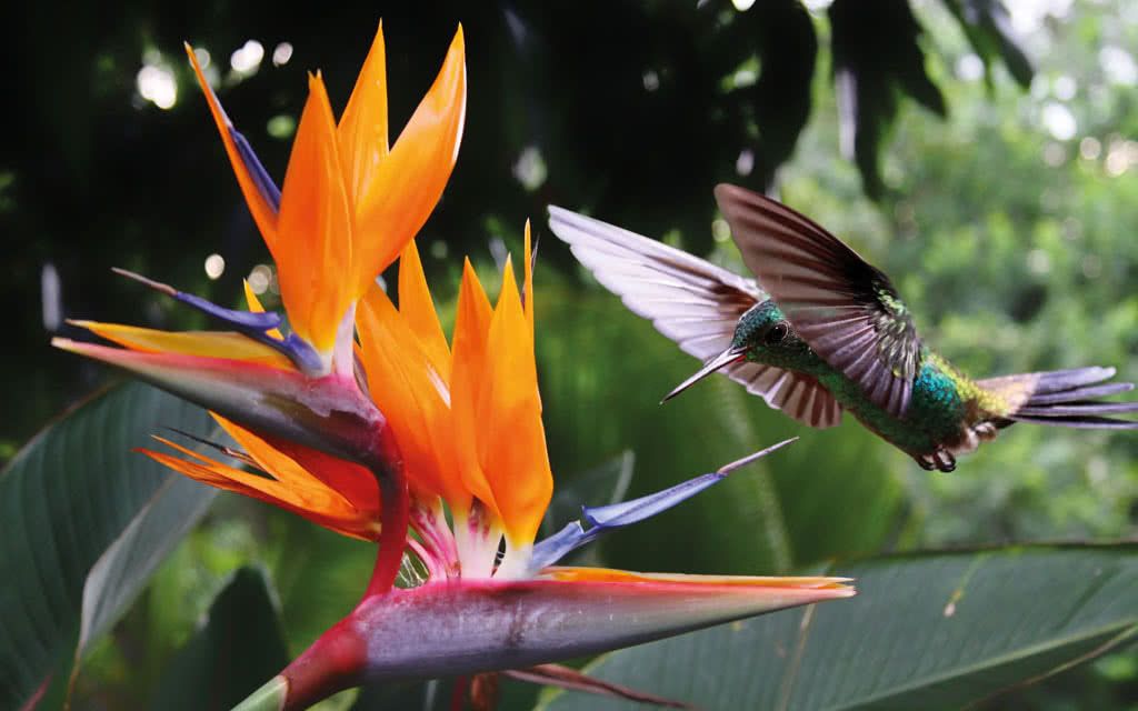 Résidence Caraibes Royal pas cher photo 11