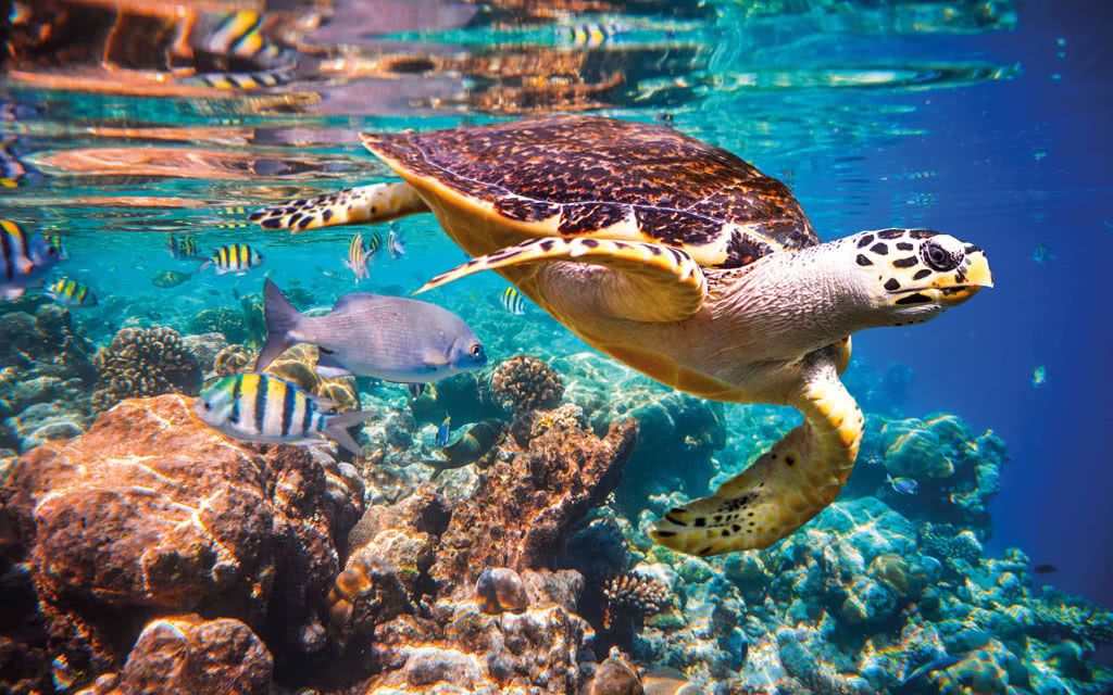 Résidence Caraïbes Bonheur pas cher photo 8