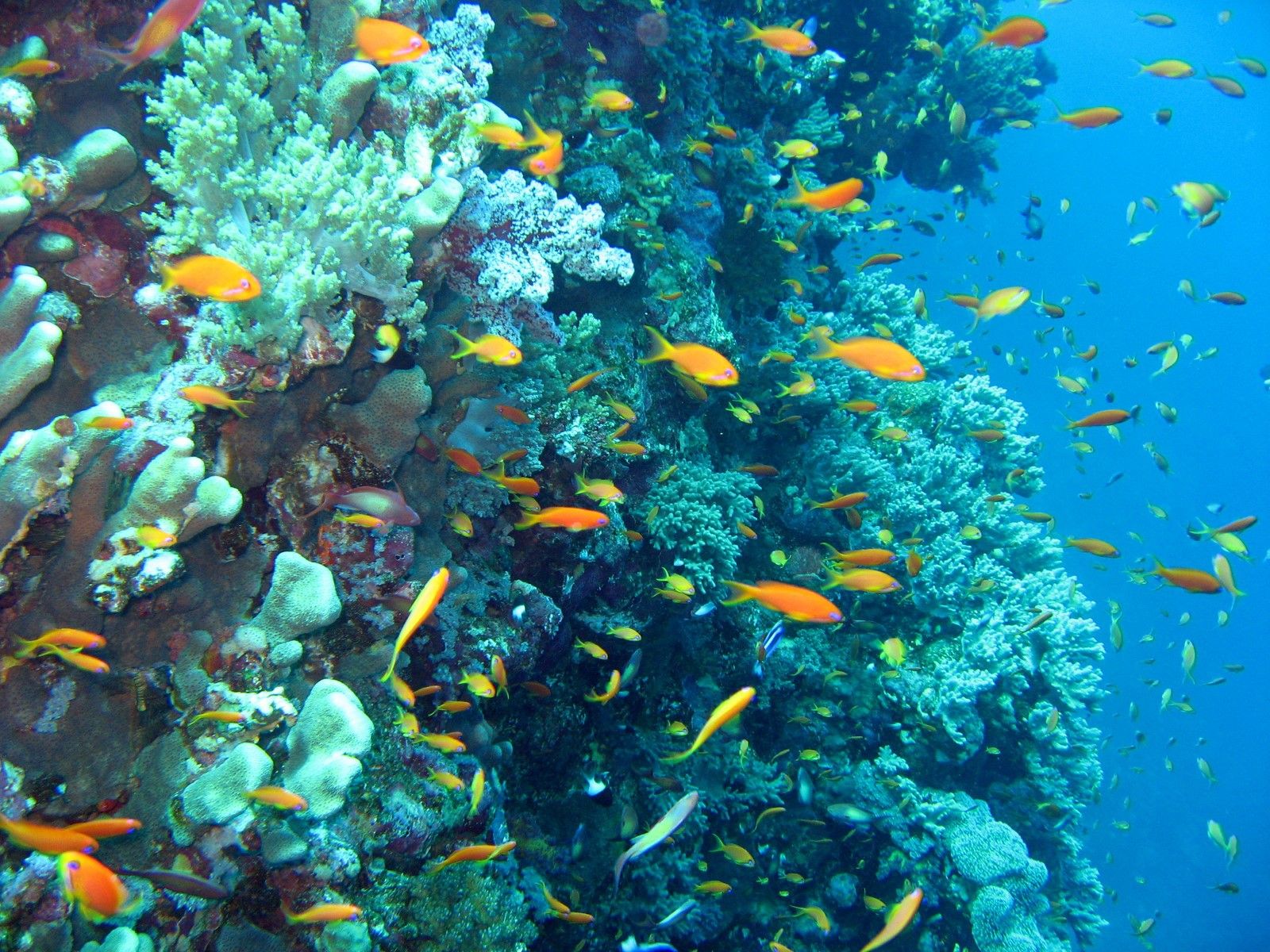 Three Corners Rihana Resort 4* El Gouna pas cher photo 6