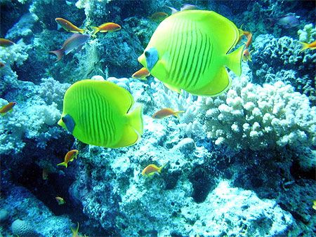 Radisson Blu Quseir 5* pas cher photo 5