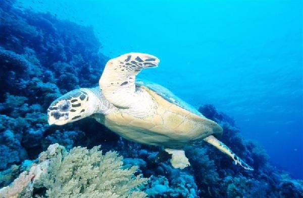 Three corners Ocean View 4* pas cher photo 5