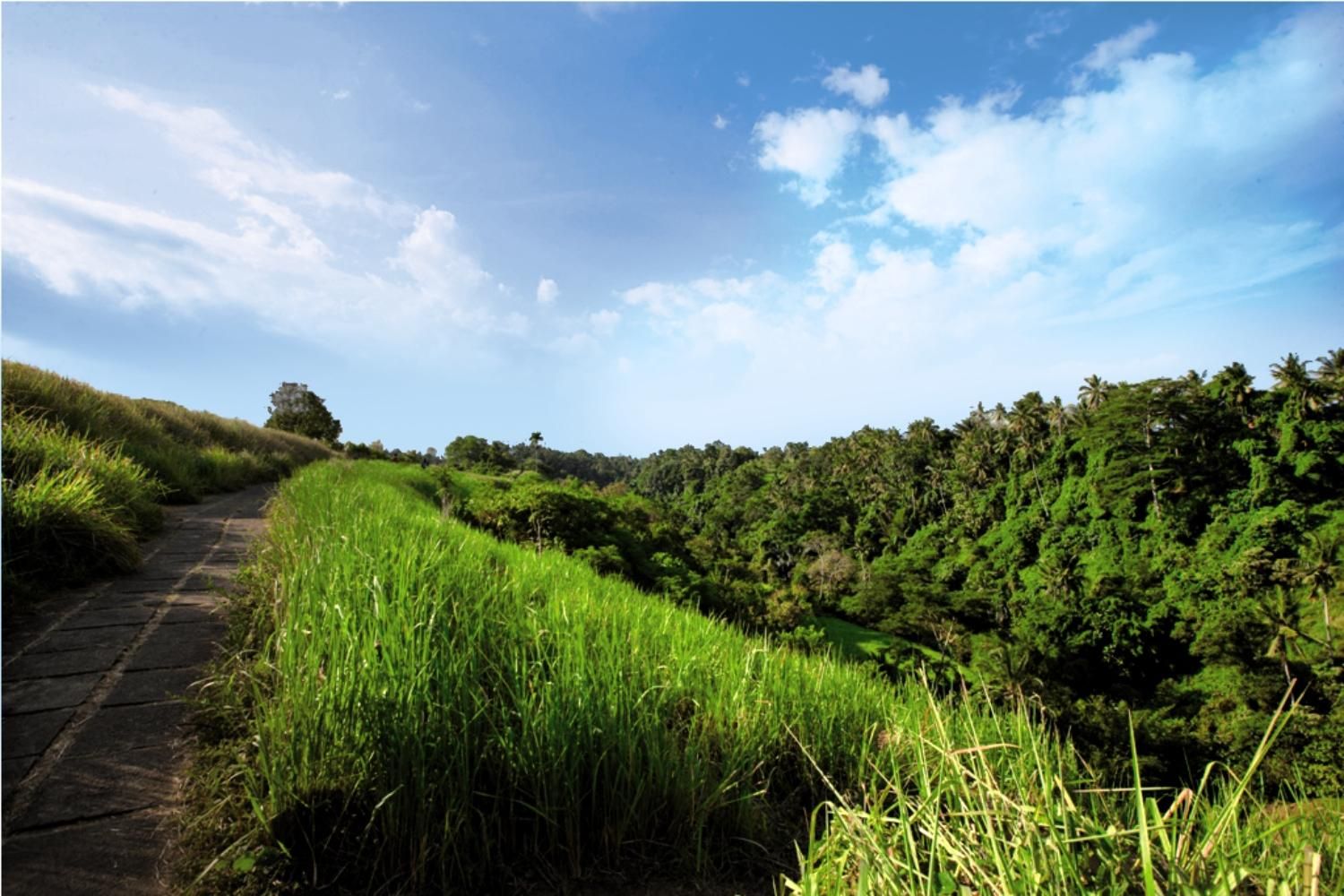 Alaya Resort Ubud - 4* pas cher photo 7
