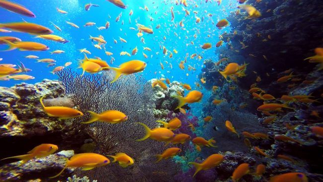 Sultan Bey 4* El Gouna pas cher photo 4