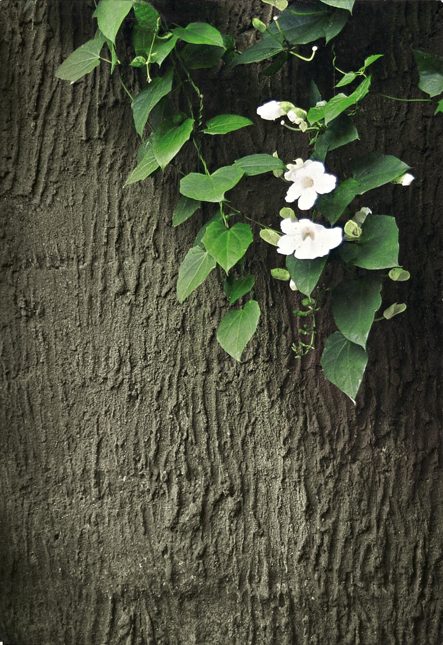 Wapa di Ume - 4* pas cher photo 2