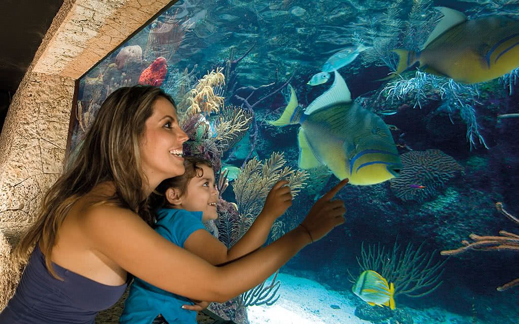 Occidental at Xcaret Destination 4* pas cher photo 7