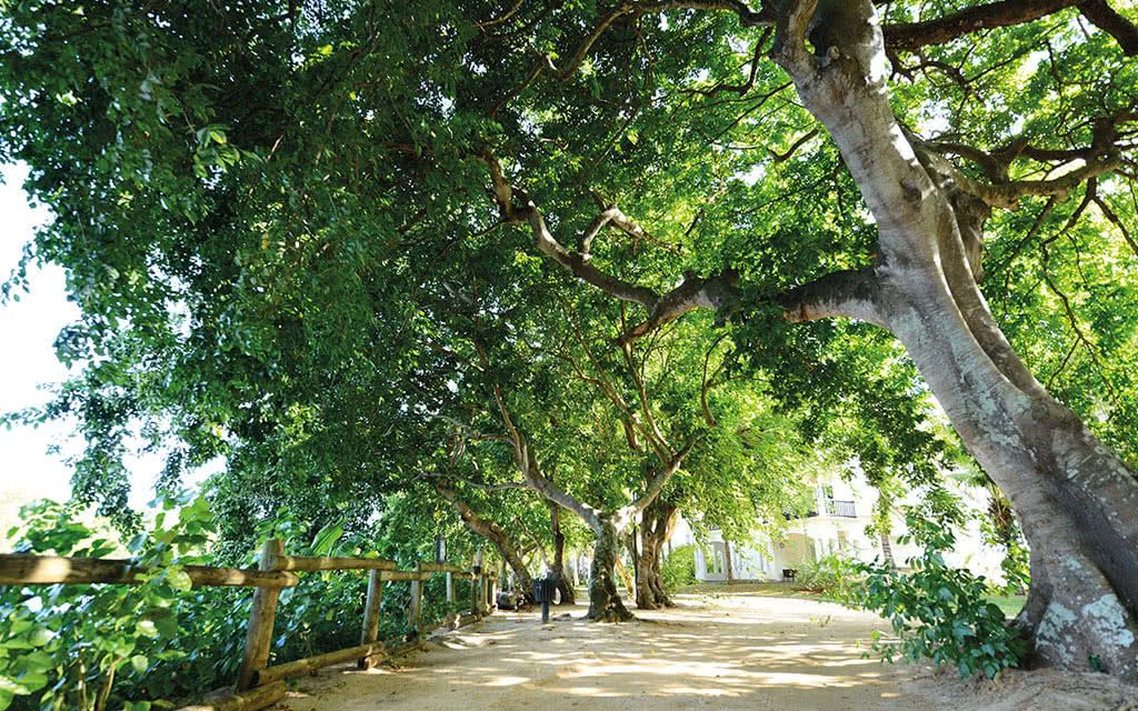 The Ravenala Attitude - Location de voiture incluse 4* pas cher photo 9