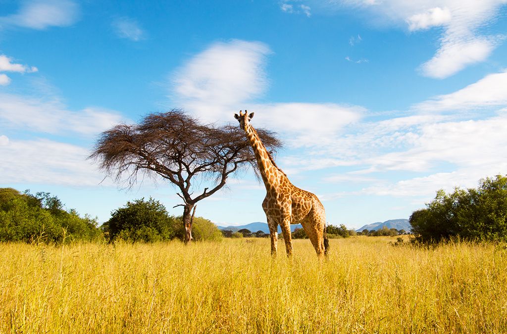 Sea Cliff Resort & Spa 5* pas cher photo 5