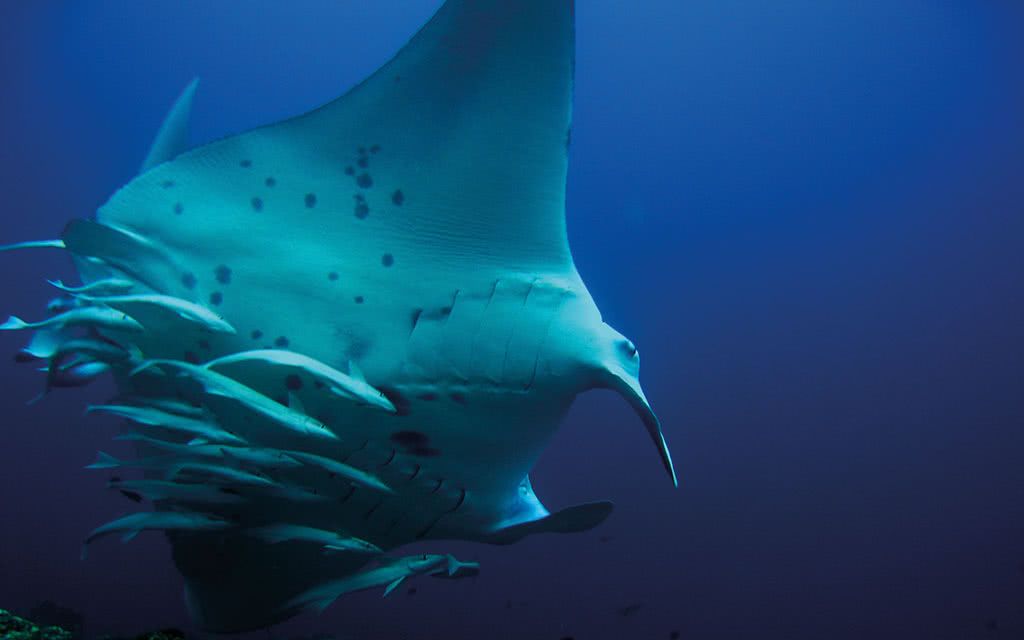 Bandos Maldives 4* pas cher photo 7