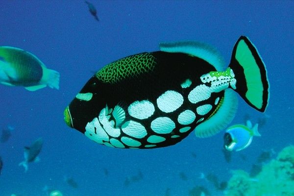 Hôtel Biyadhoo Island Resort 3* pas cher photo 10