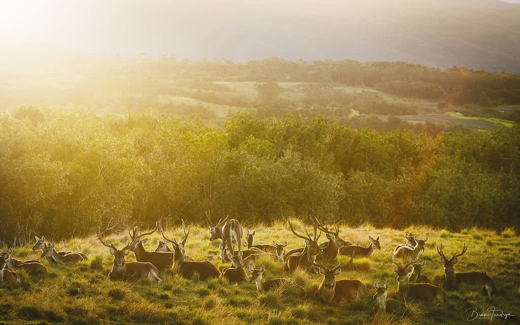 Hôtel Diana Dea Lodge - Location de voiture incluse 4* pas cher photo 8