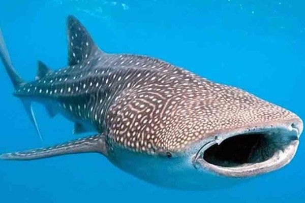 Hôtel Hanifaru Stay 3* pas cher photo 10