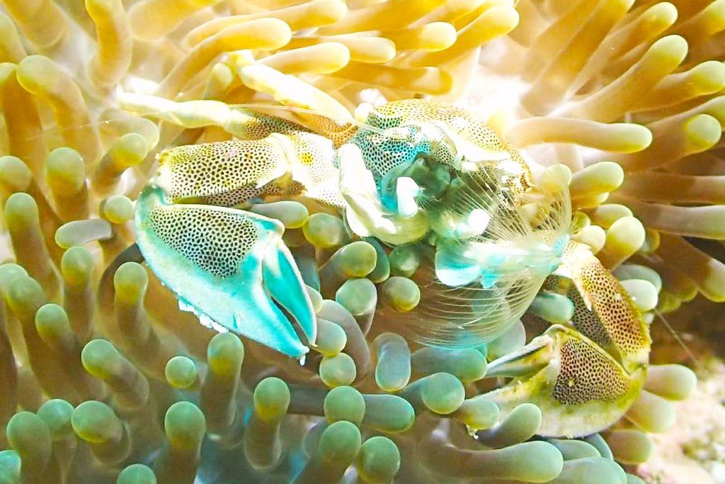 Pearl Sands Of Maldives 4* pas cher photo 9