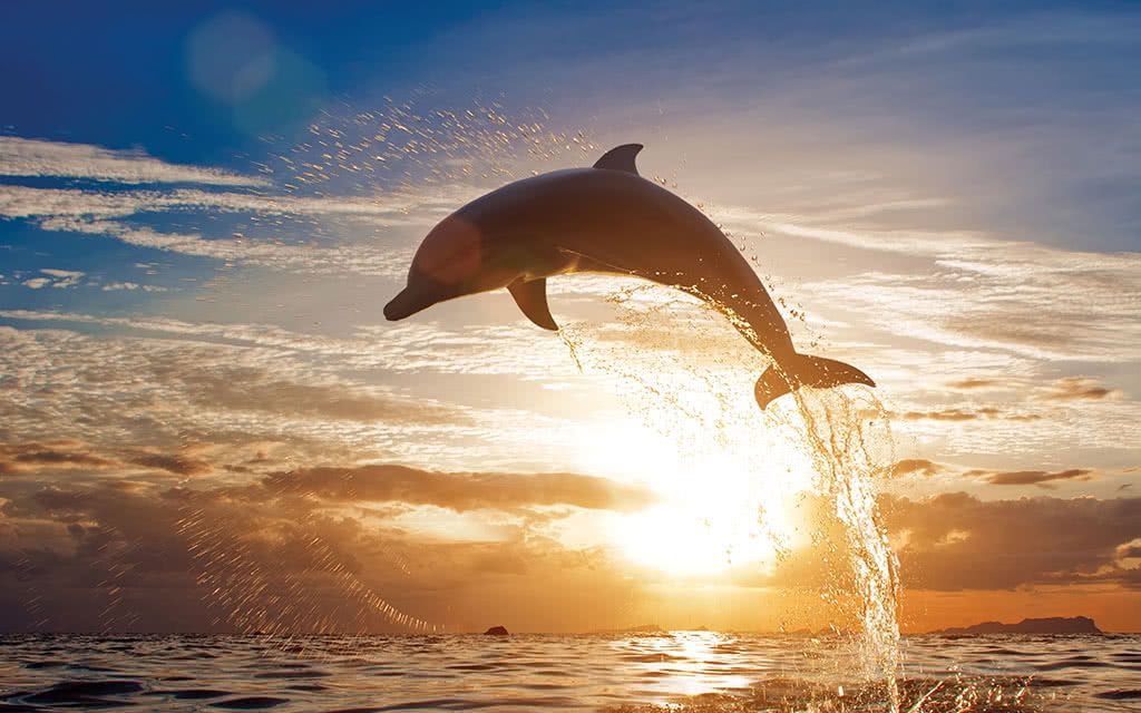 Hôtel Cocoon 5* pas cher photo 2