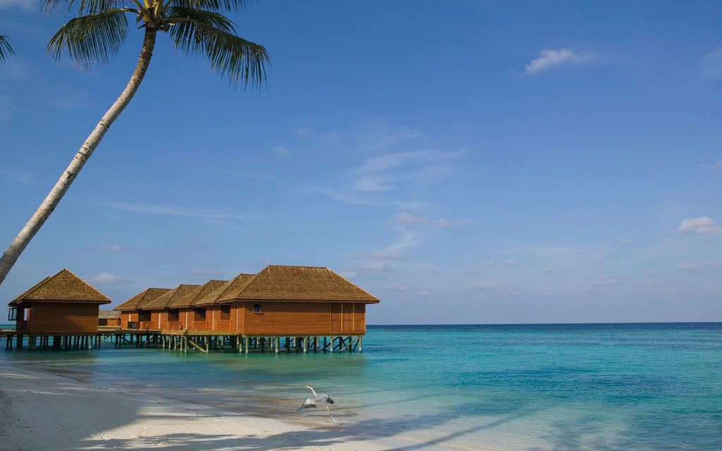 Hôtel Veligandu Island Resort & Spa 4* pas cher photo 12