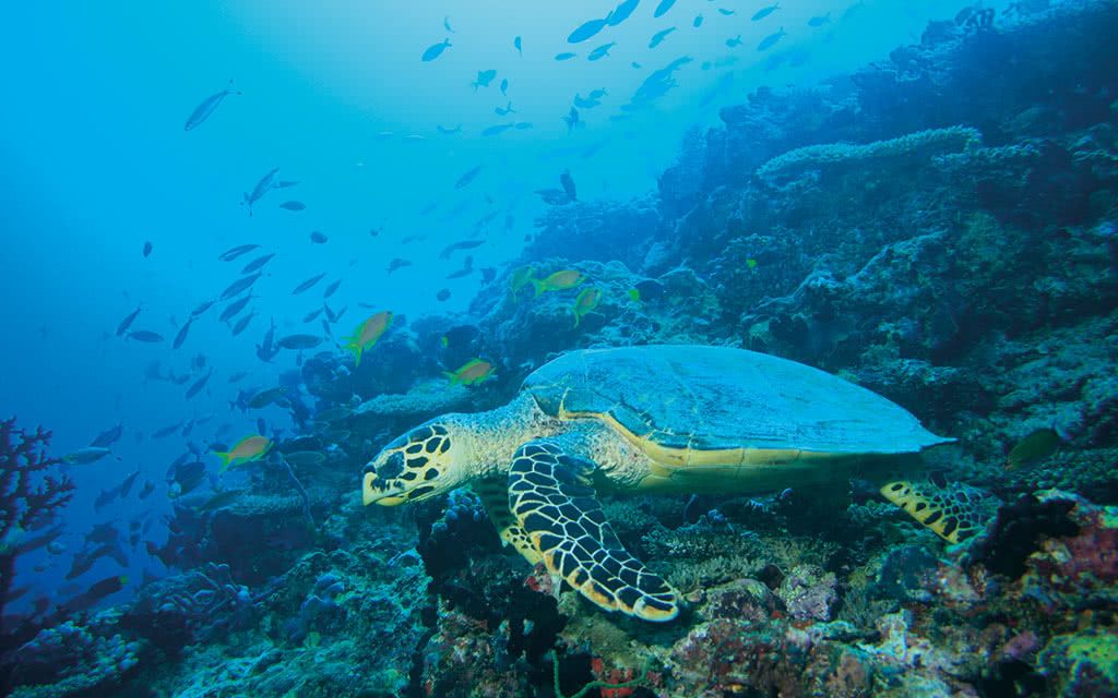 Angsana Ihuru 5* pas cher photo 6