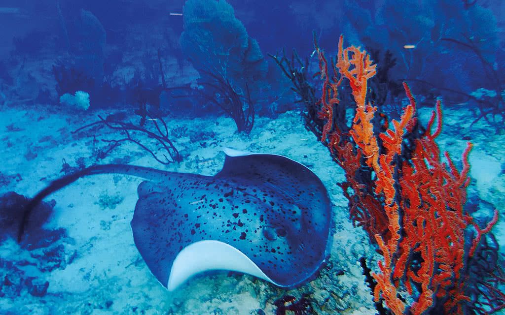 Grand Park Kodhipparu Maldives 5* pas cher photo 11