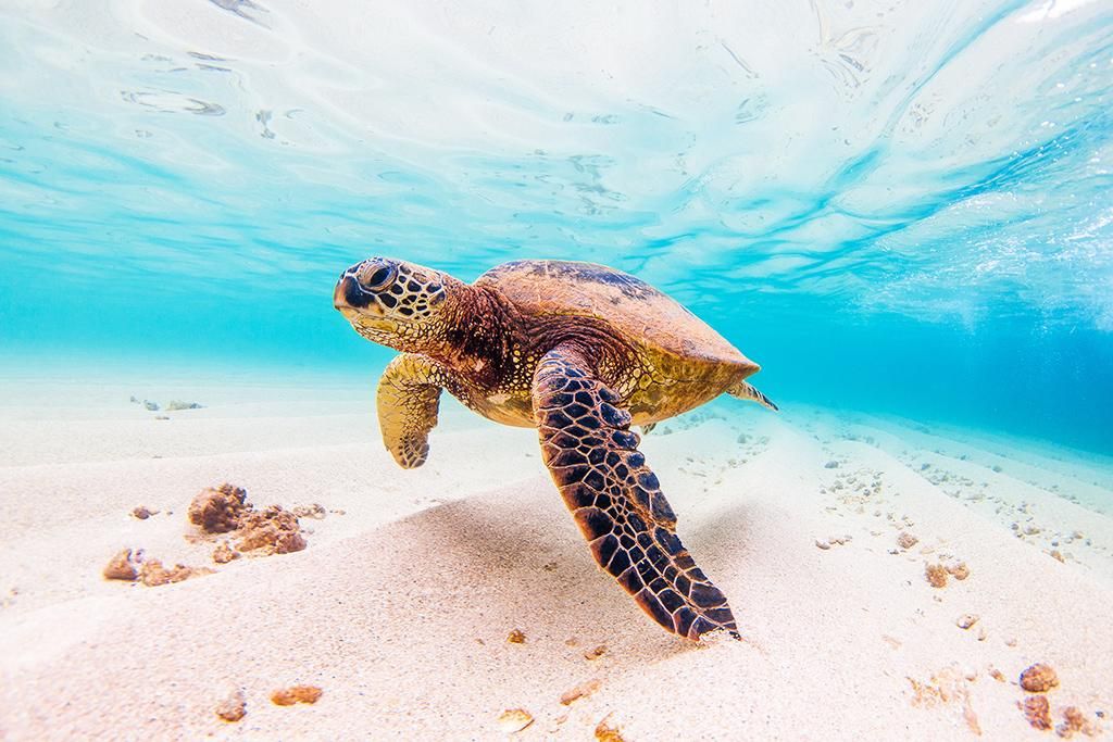 Vefilushi Maldives by Cinnamon 5* pas cher photo 11