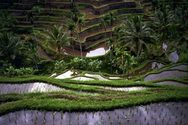 Hôtel Taksu Sanur 3* pas cher photo 11