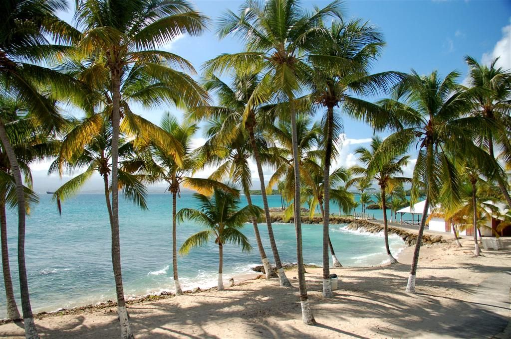 FLEUR D'EPEE 3*(NL) pas cher photo 1