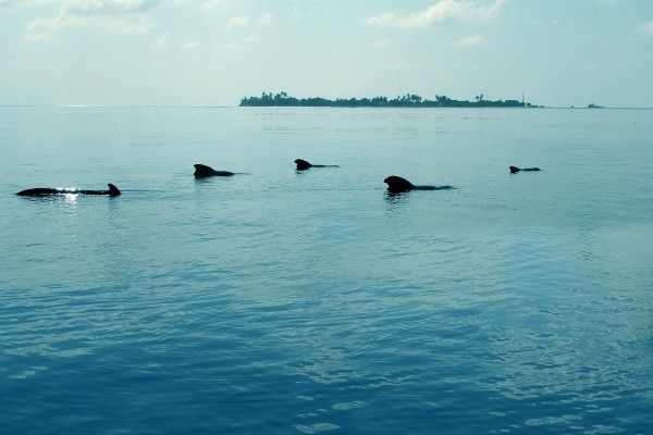 Hôtel Tropic Tree 3* pas cher photo 11