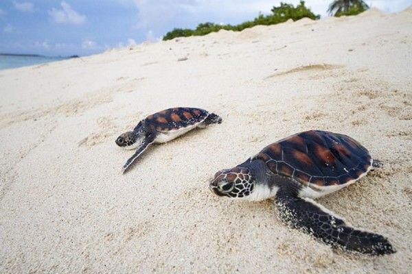 Hôtel Tropic Tree 3* pas cher photo 12